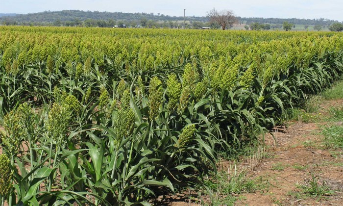 Telugu Cattle Manure, Farmers, Techniques, Fertilizers, Jowar, Sorghum Crop, Sor