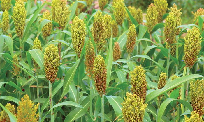  Techniques To Be Followed In The Management Of Nutrient Fertilizers In Sorghum C-TeluguStop.com