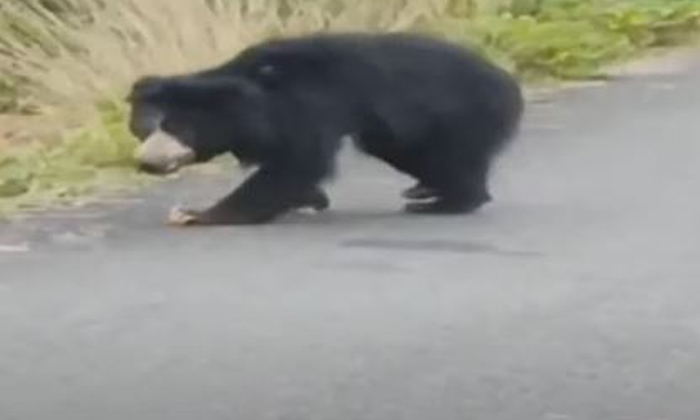  There Is A Bear Ruckus In Vajrapukottur Of Srikakulam District , Srikakulam, Vaj-TeluguStop.com