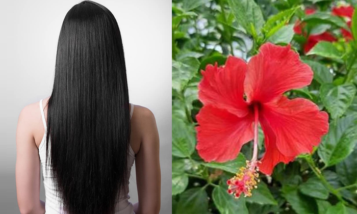  Try This Hibiscus Mask For Long Hair Details, Hibiscus Mask, Long Hair, Hair Ca-TeluguStop.com