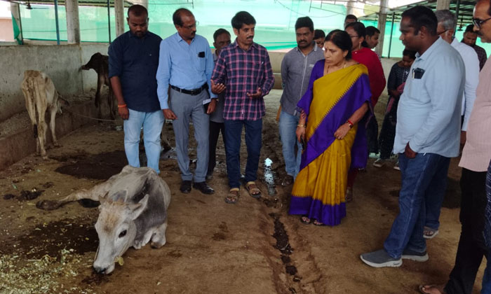  Management Of Mega Medical Camp In Goshala-TeluguStop.com