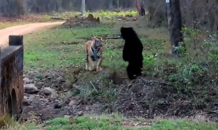  Viral Video Bear Chases Tiger Tadoba Forest Safari,bear, Tiger, Attack, Viral La-TeluguStop.com