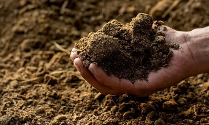 Telugu Cow Dung, Farmers, Organic, Soil Quality, Vermi Compost-Latest News - Tel