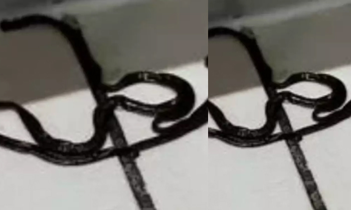 Telugu Australian, Flatworm, Harmless, Nri, Findscreepy-Telugu NRI Telugu Australian, Flatworm, Harmless, Nri, Findscreepy-Telugu NRI