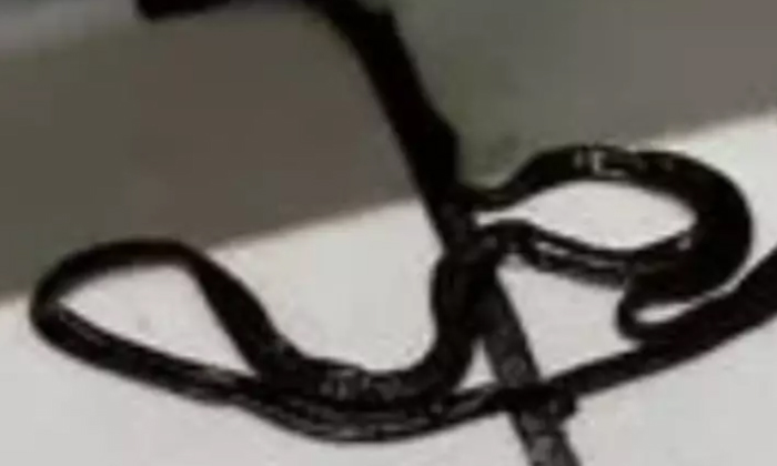 Woman Finds Creepy Black Slimy Object In Her Kitchen,mysterious Object, Kitchen Woman Finds Creepy Black Slimy Object In Her Kitchen,mysterious Object, Kitchen-TeluguStop.com