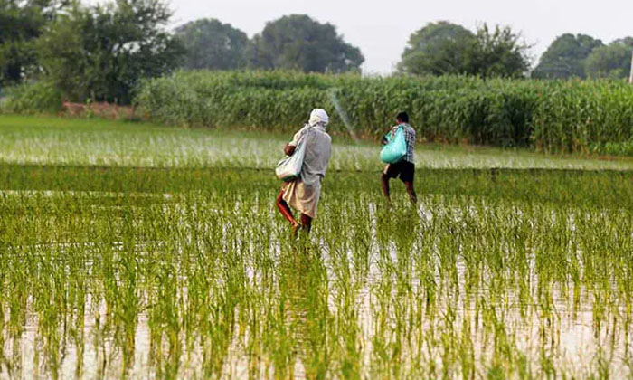 Telugu Ap, Chandra Babu, Loan Waiver, Telugudesam, Ys Jagan, Ysrcp Menifesto-Pol