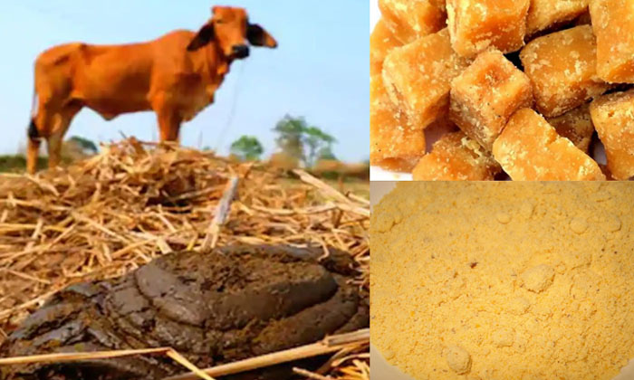 Telugu Aggery, Agriculture, Chemical, Cow Dung, Farmers, Yields, Jsoil Fertility