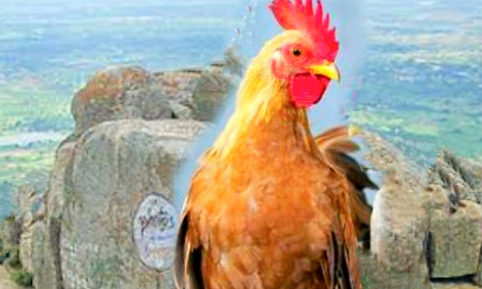  Chicken Is Getting More Expensive, Chicken , Chicken Rates, Nalgonda District, H-TeluguStop.com