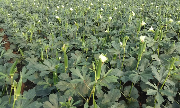  Fertilizers Management In Okra Crop Actions For Weed Prevention Details, Fertili-TeluguStop.com