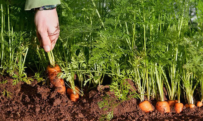  How To Protect Carrot Crop From Pests Details, Carrot, Carrot Crop , Carrot Crop-TeluguStop.com