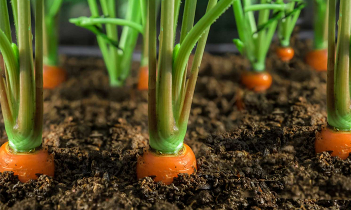 Telugu Agriculture, Carrot, Carrot Crop, Carrot Farmers, Cattle Manure, Drip, Gr