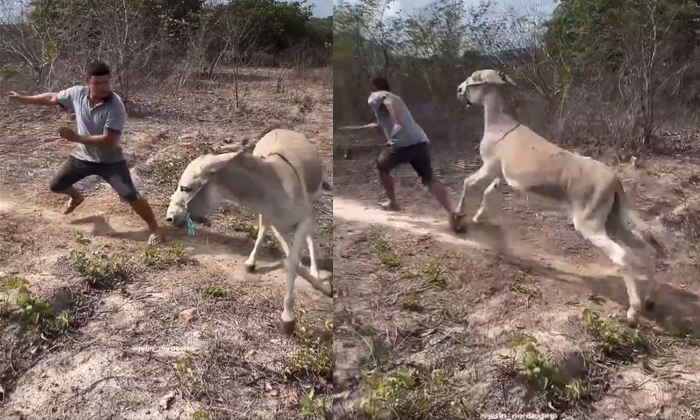  Man Troubled Donkey See What Happened Next Funny Video Viral Details, Social Med-TeluguStop.com