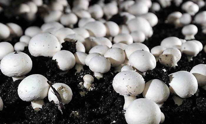 Telugu Agriculture, Farmers, Yield, Milky Mushroom, Mushroom, Mycelium-Latest Ne