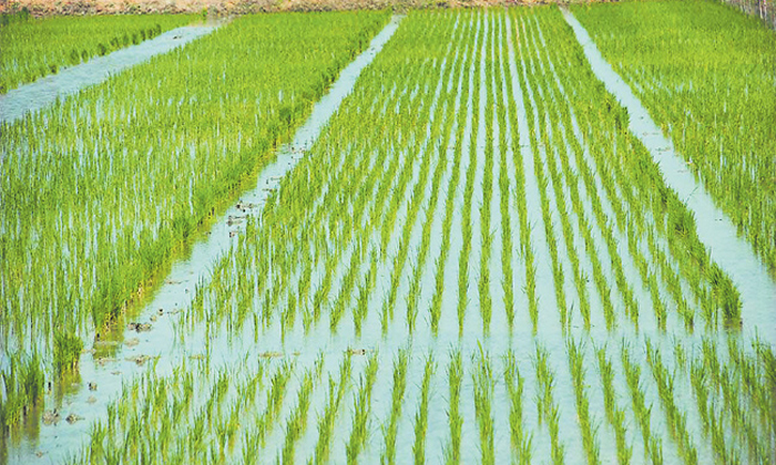 Telugu Agriculture, Paddy Crop, Paddycrop, Paddy, Weed-Latest News - Telugu