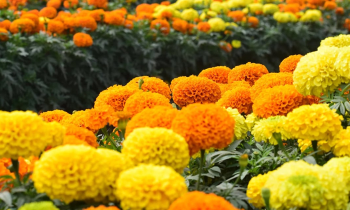  Preventive Measures To Be Taken For Pests Management On Marigold Flowers Cultiva-TeluguStop.com