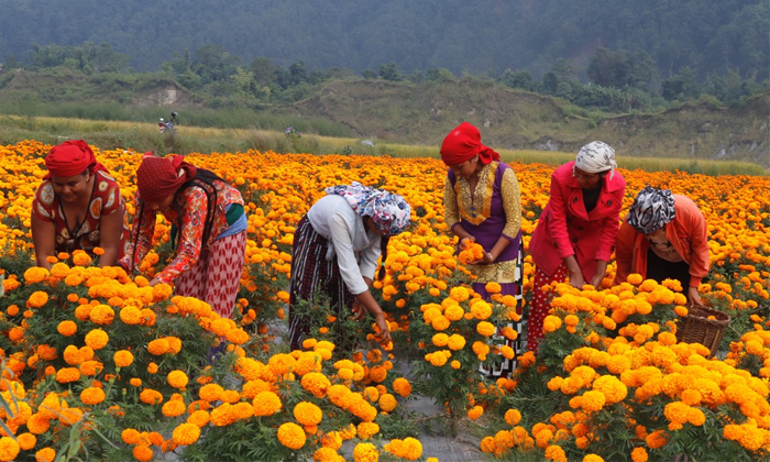 Telugu Cattle Manure, Marigoldflowers, Preventive-Latest News - Telugu