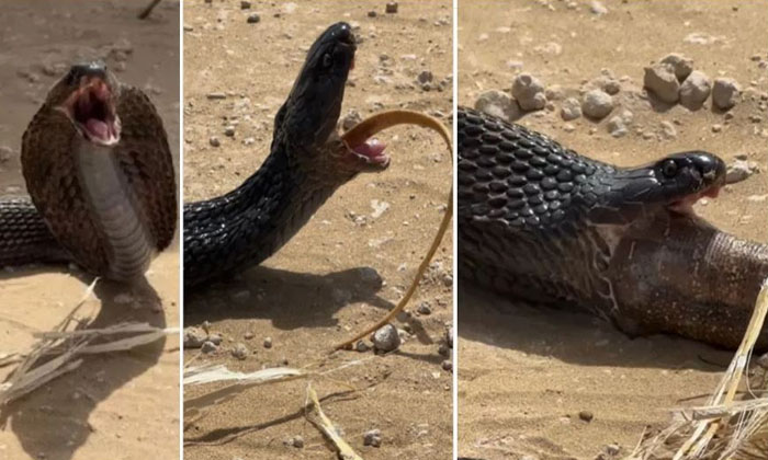  Viral Video: God, What A Big Creature The King Cobra Swallowed As Bait.. Finally-TeluguStop.com