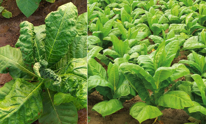  Tobacco Crop Leaf Curl Disease Preventive Measures Details, Tobacco Crop, Leaf C-TeluguStop.com