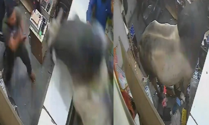 Bull Enters Into Mobile Shop In Delhi Cctv Footage Goes Viral,bull,social Media, Bull Enters Into Mobile Shop In Delhi Cctv Footage Goes Viral,bull,social Media,-TeluguStop.com