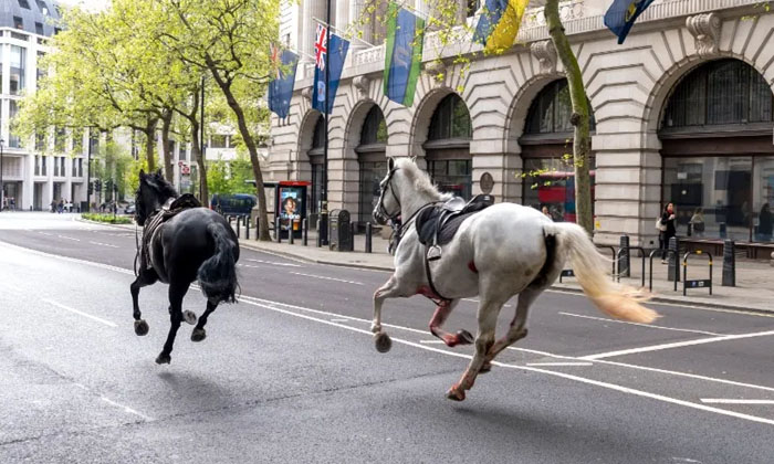  Scared Army Horses Running On Traffic Roads Video Viral , Viral Video, Social Me-TeluguStop.com