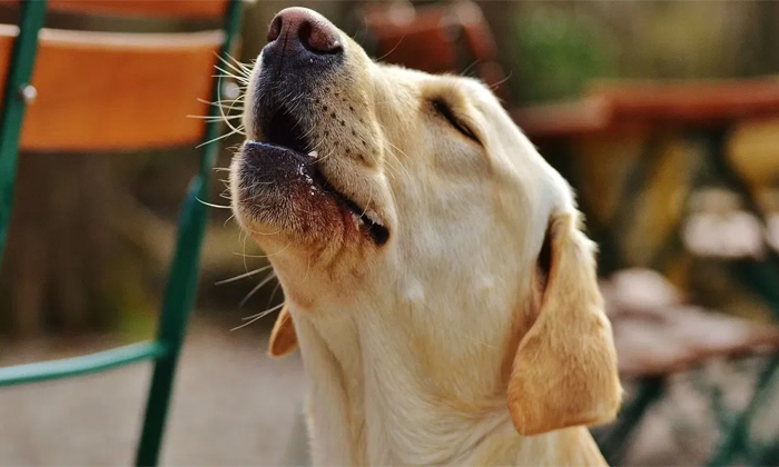  What Is The Reason Behind Dogs Crying Infront Of The House Details, Dogs Crying-TeluguStop.com