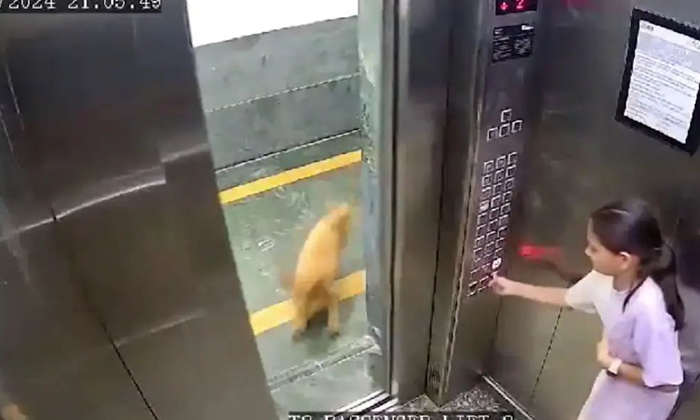  A Video Of A Dog Biting A Girl In A Lift Has Gone Viral, Viral News, Noida Lift,-TeluguStop.com