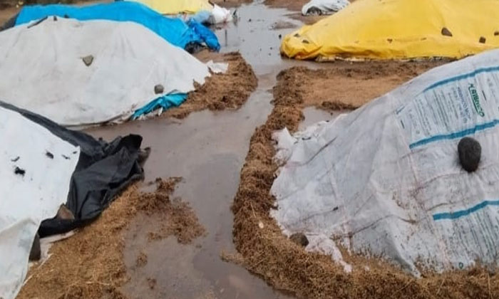 Heavy Damage Due To Untimely Rain In Aleru Heavy Damage Due To Untimely Rain In Aleru-TeluguStop.com