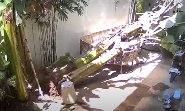  Video: A Person Sitting Under A Huge Tree.. Suddenly Fell Down, Cavite City, Phi-TeluguStop.com