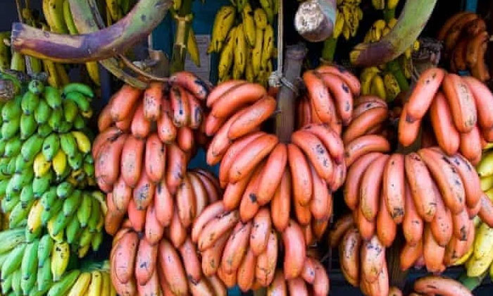 Telugu Bananas, Beta Carotene, Red Bananas, Fiber, Tips, Latest, Redbananas-Telu