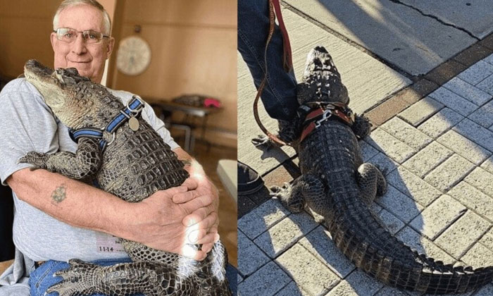  How Cool Is He Saying That His Alligator Is Missing, Alligator, Emotional Suppor-TeluguStop.com