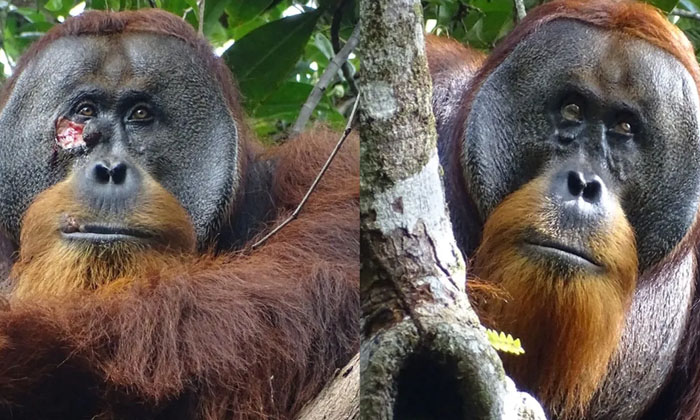  Orangutan Is Healing The Wound With A Plant.. Scientists Are Surprised , Forests-TeluguStop.com