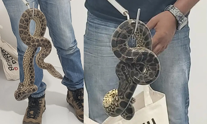 Man Flies From Bangkok With 10 Yellow Anacondas Gets Caught At Bengaluru Airport Man Flies From Bangkok With 10 Yellow Anacondas Gets Caught At Bengaluru Airport-TeluguStop.com