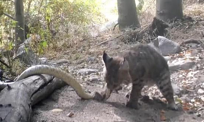  Shocking Video: Fierce Fight Between Wild Cat And Venomous Snake, Rattlesnake ,-TeluguStop.com