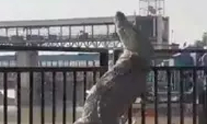  Scary Video Of 10 Feet Crocodile Trying To Cross The Fence Has Gone Viral, Uttar-TeluguStop.com