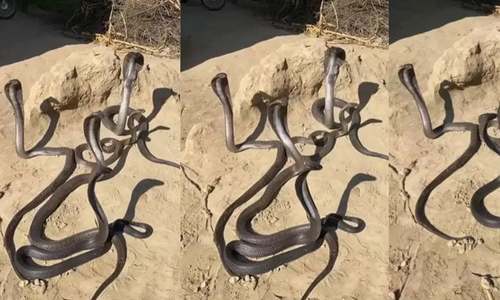  Snakes Seem To Be Having A Meeting Someone Is Going To Get Three, Watch Video, F-TeluguStop.com