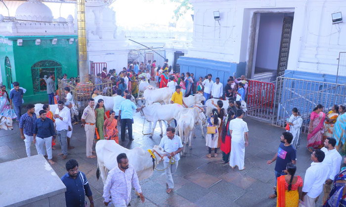  Crowd Of Devotees At The Famous Saiva Kshetra Vemulawada Rajanna Temple , Sri R-TeluguStop.com