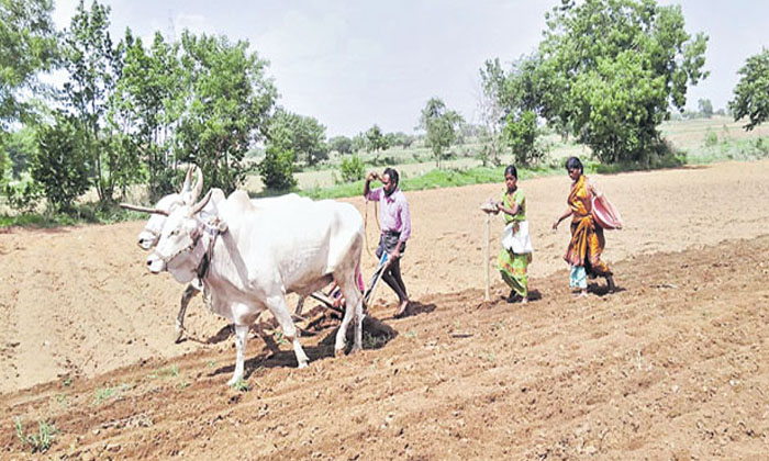  Plight Of Farmers For Seeds In Telangana ,telangana , Sangareddy ,seeds Distri-TeluguStop.com
