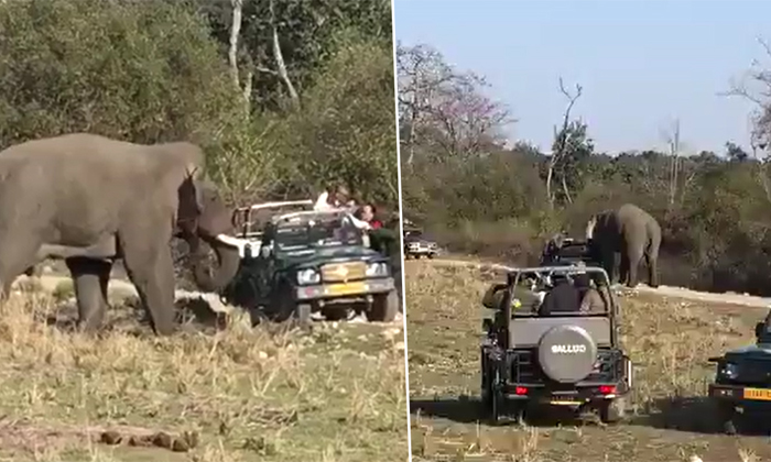  The Elephant That Attacked The Safari Jeep Viral Video Details, Social Media, Vi-TeluguStop.com
