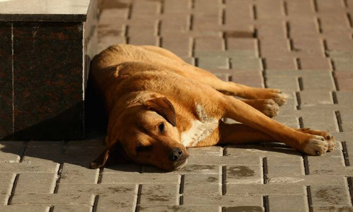  The Father Who Went To The Police Station With The Carcass Of The Viral Dead Dog-TeluguStop.com