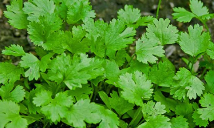 Telugu Coriander, Cucumber, Curd, Gas, Tips, Remedy, Latest-Telugu Health