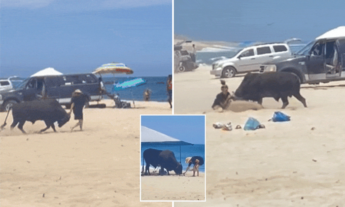 Tourist Attacked By Wild Bull On Beach In Mexico Video Viral Details, Viral Vide-TeluguStop.com