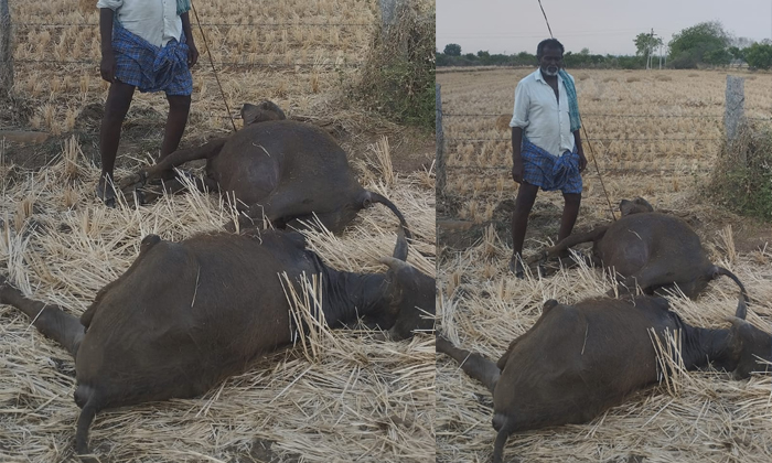  Two Dairy Buffaloes Died Due To Electric Shock, Two Dairy Buffaloes Died , Elect-TeluguStop.com