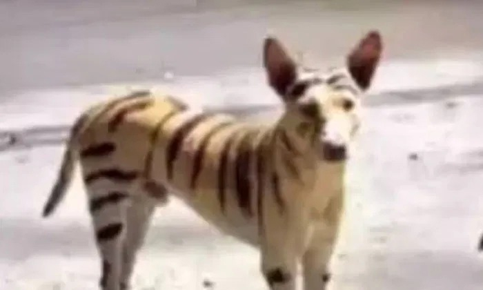  Viral Baboy Is Not A Tiger But A Tiger Running On The Road In Broad Daylight, Ti-TeluguStop.com