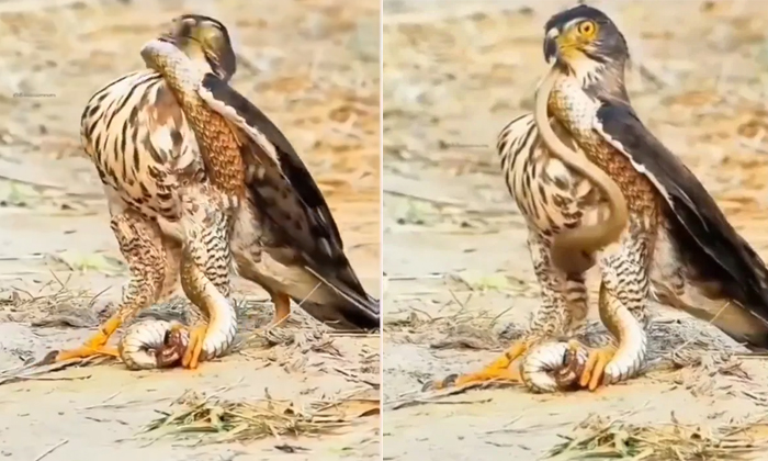  Viral Video Eagle Trying To Feed On Snake Gets Strangulated Details, Eagle Tryin-TeluguStop.com