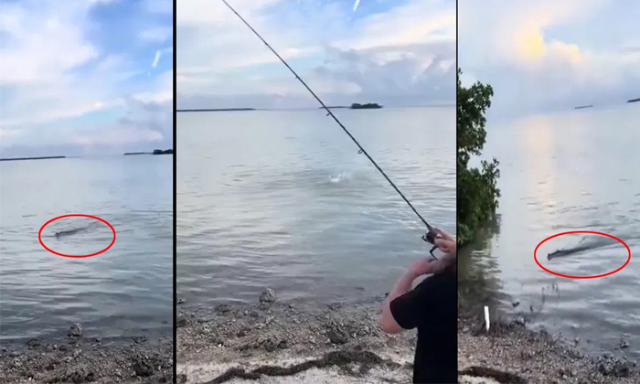 Viral Video Man Goes Fish Hunting Catches Alligator Instead Details, Fishes, Fis Viral Video Man Goes Fish Hunting Catches Alligator Instead Details, Fishes, Fis-TeluguStop.com