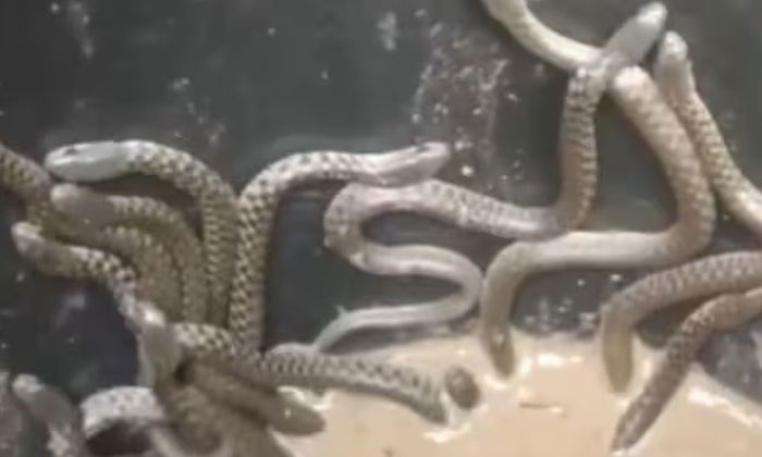  Viral Video 30 Snakes In The Water Tank Of The House, Viral Video, Social Media,-TeluguStop.com