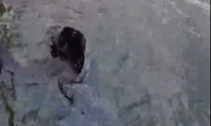  Viral Video Whammo What Is This Animal Like This Shocking Incident For The Fishe-TeluguStop.com