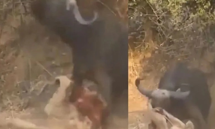  Viral Video Of Mrigaraja Being Bitten By The Forest Plow, One Lion, Forest Buff-TeluguStop.com