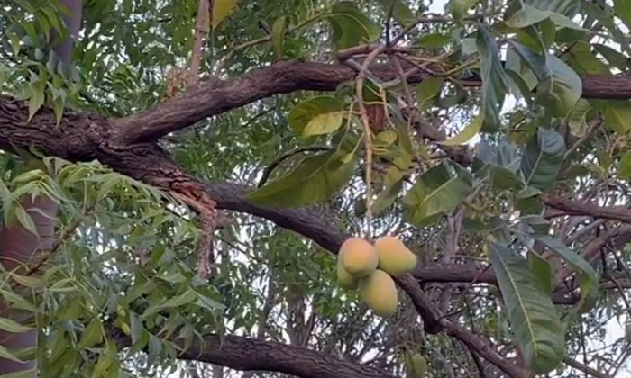  Viral Video: Neem Tree Mangoes.. Have You Ever Seen , Viral Video, Social Media,-TeluguStop.com