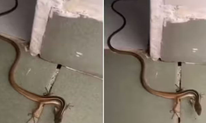  Viral Video: Is This It Snake With Two Legs, Viral Video, Social Media, Snake,-TeluguStop.com